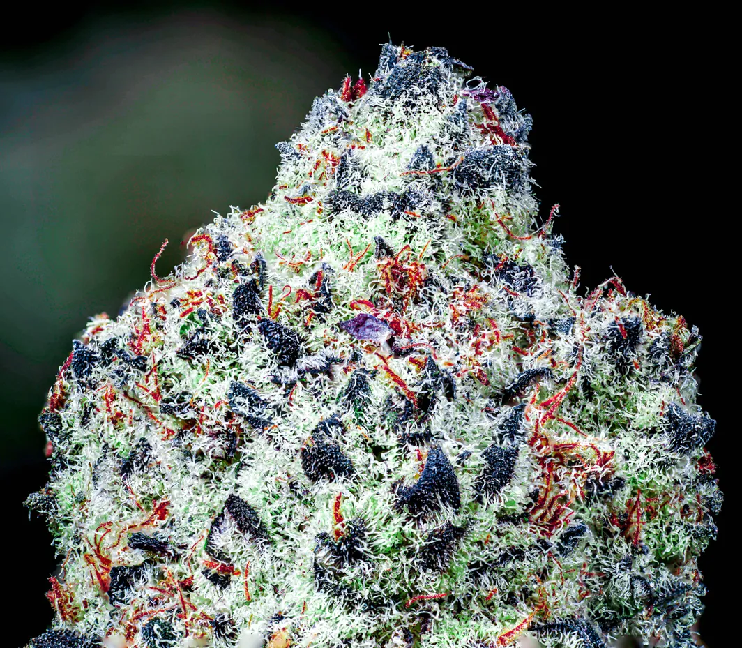 Candyman Strain S1 Copycat Proper Seeds