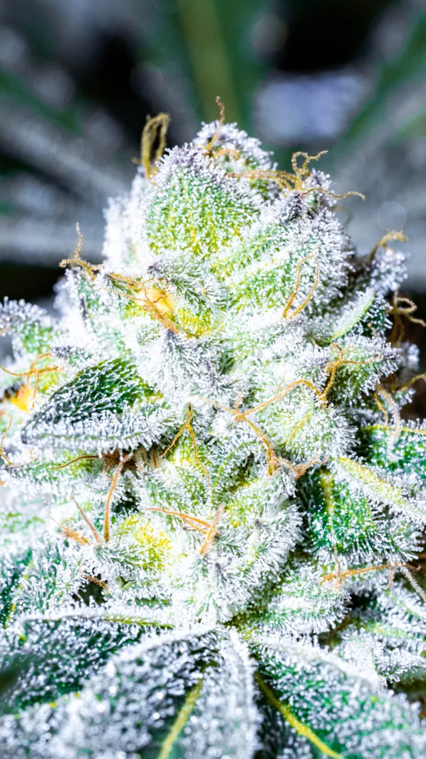 Frozen Bag Strain S1 Proper Seeds