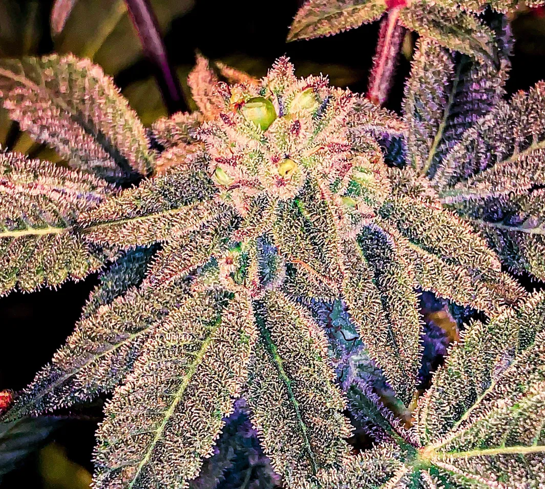 Grape Gasoline 10 S1 Copycat