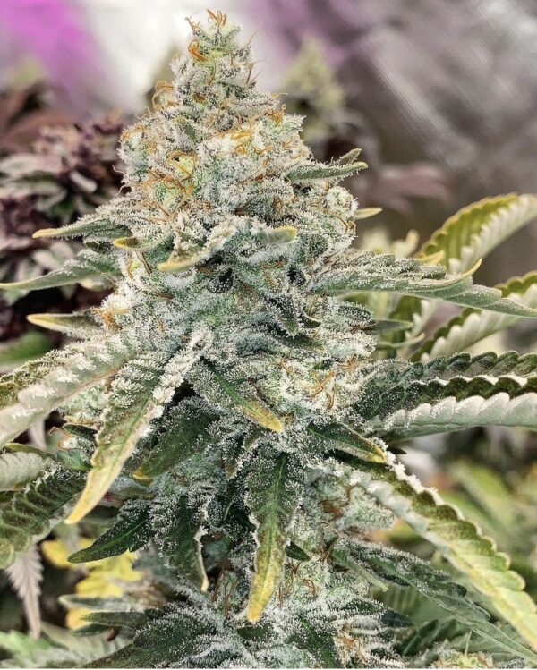 Life Support Skunk (Critical Cheese x Proper Skunk F2) Proper Seeds