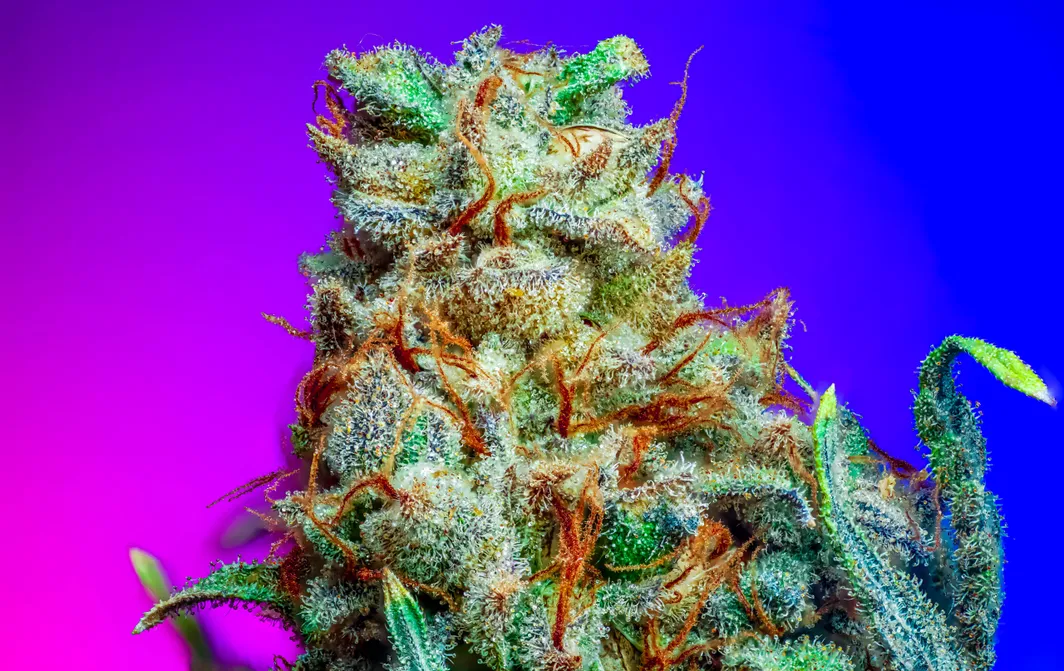 Monster Runtz Strain S1 - Copycat Genetix - Proper Seeds