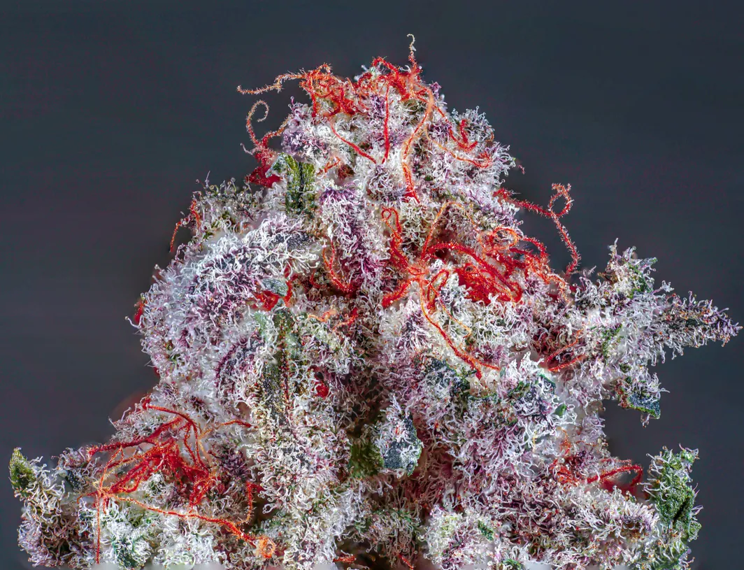 Sugar Baby Strain Copycat Proper Seeds