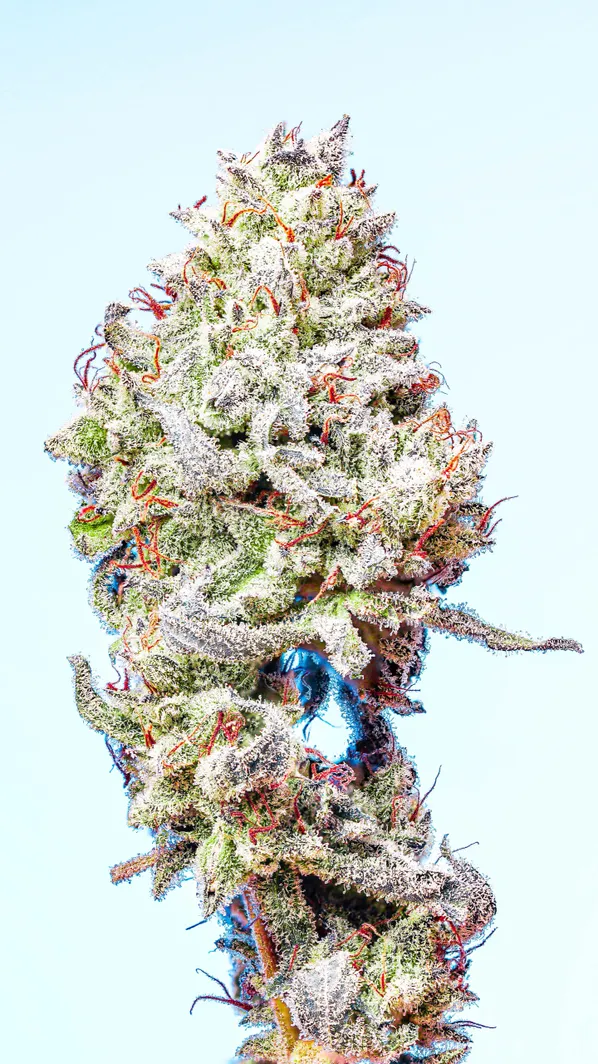 Coffee Creamer Strain Seeds S1 Copycat