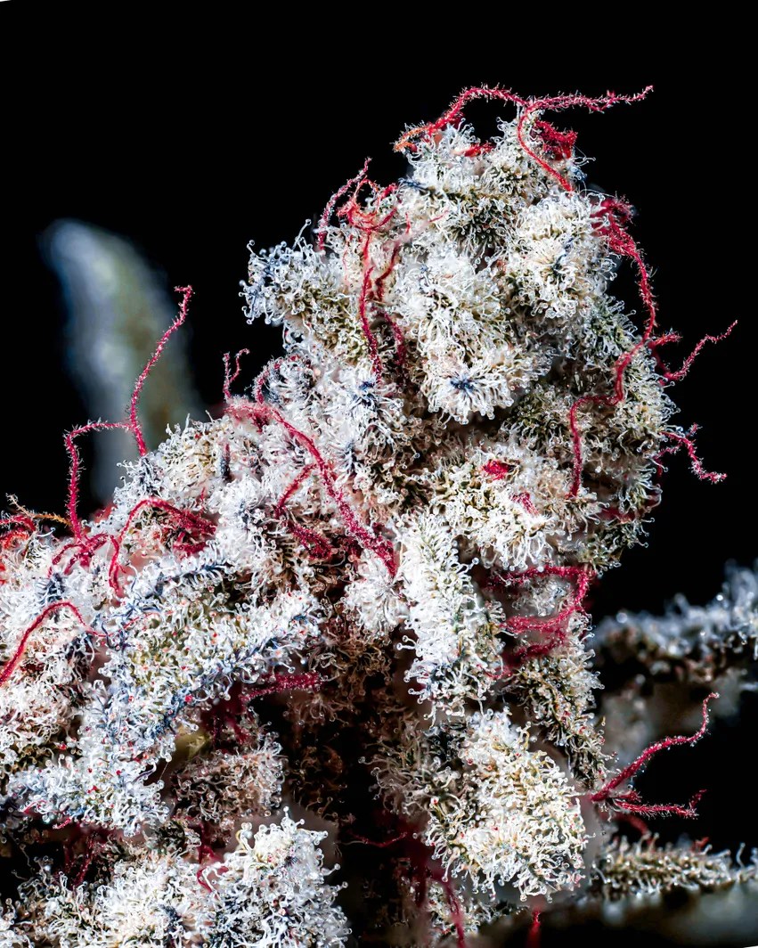 Power Strain S1 Copycat Proper Seeds