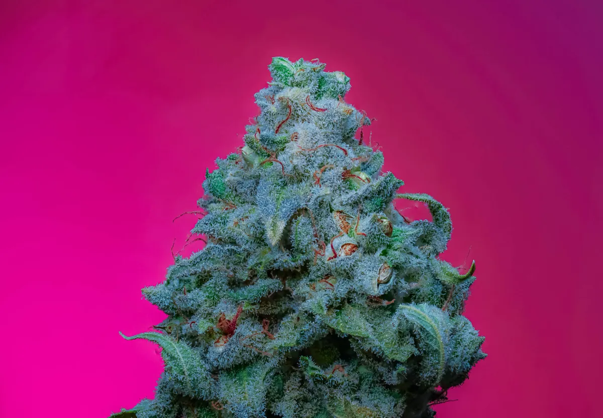 Jello Shotz Strain S1 Copycat