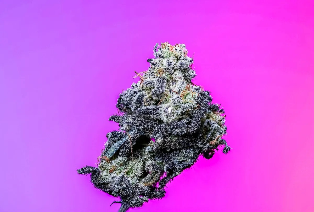 High Mac Strain Copycat Proper Seeds