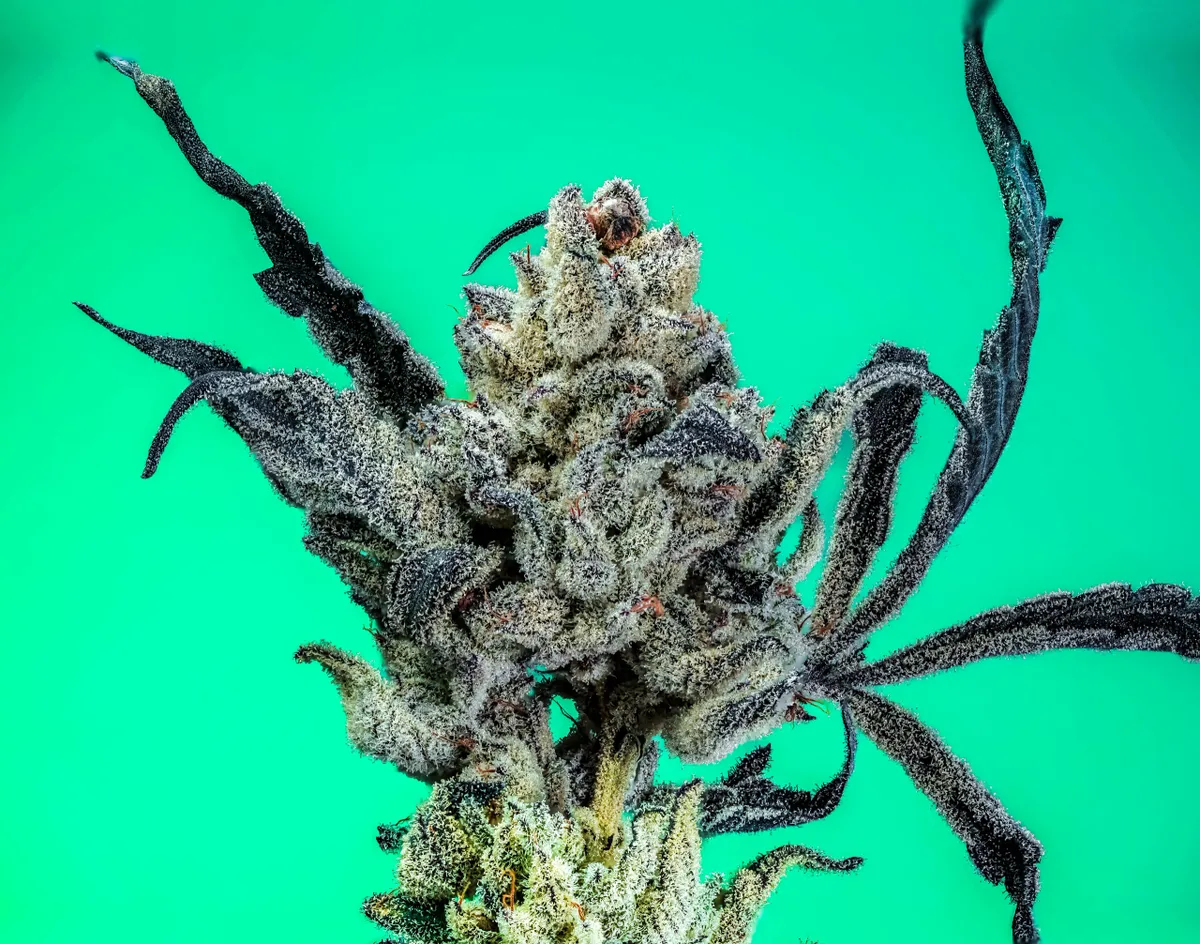 Lemonade Gelato Strain S1 Copycat