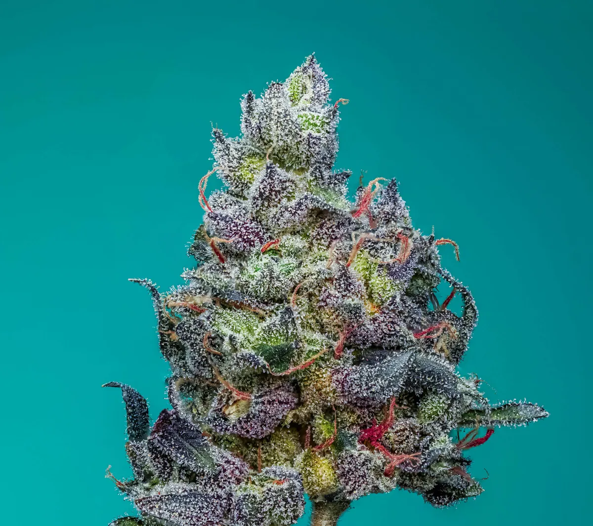 Pineapple Punch Strain S1 Copycat