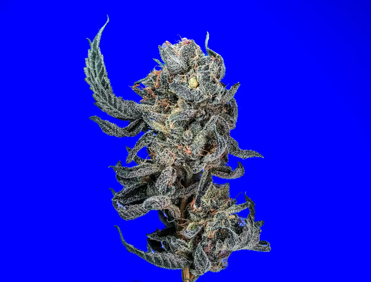 Banana Milk Strain S1 Copycat Proper Seeds